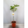 Ficus carica
