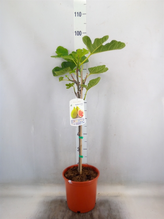 Ficus carica