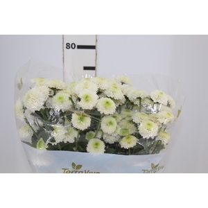 CRISANTEMO SANTINI FAROE 080 CM