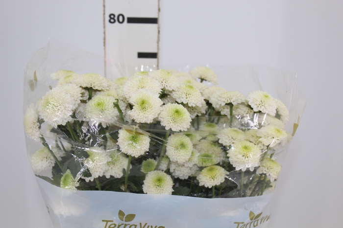 <h4>CRISANTEMO SANTINI FAROE 080 CM</h4>