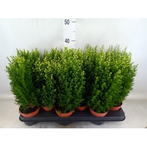 Chamaecyparis laws. 'Snow White'