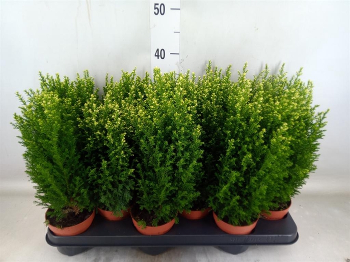 <h4>Chamaecyparis laws. 'Snow White'</h4>