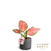 AGLAONEMA COM P7 RAW BLACK