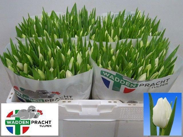 <h4>TU EN POLAR BEAR</h4>