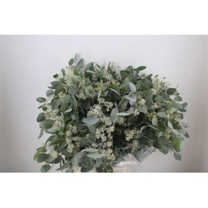 Euca Populus Berry 300gr P Bunch