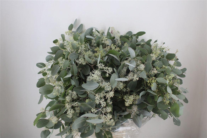 <h4>Euca Populus Berry 300gr P Bunch</h4>