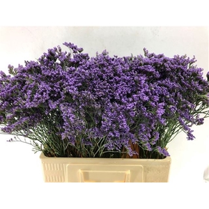 Limonium Maine Blue