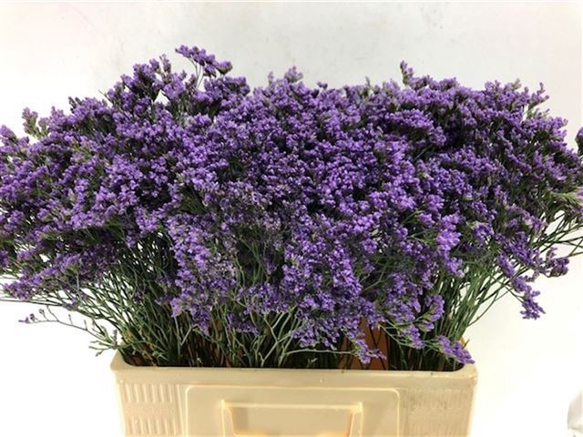 <h4>Limonium Maine Blue</h4>