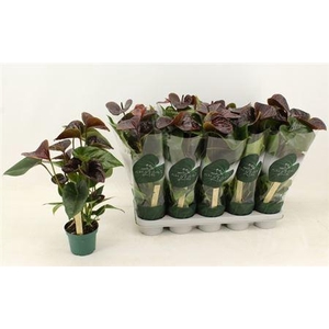 Anthu An Essencia 6+