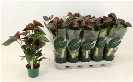 <h4>Anthu An Essencia 6+</h4>