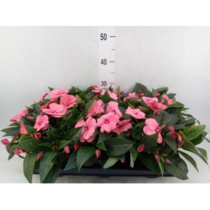 Impatiens NG 'Tamarinda Salmon'
