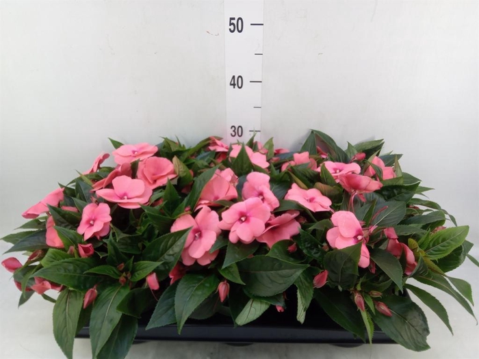<h4>Impatiens NG 'Tamarinda Salmon'</h4>