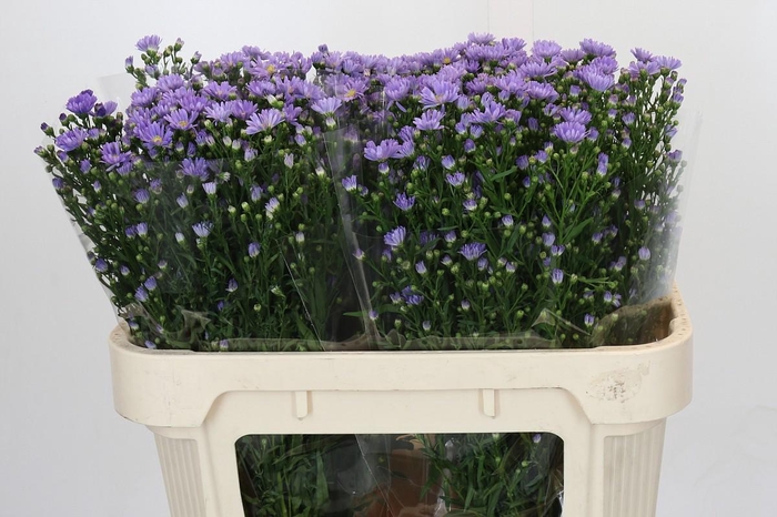 <h4>Aster Cassandra</h4>