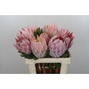 Protea Cynaroides