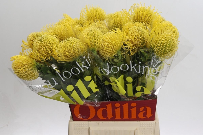 <h4>Nutans High Gold</h4>