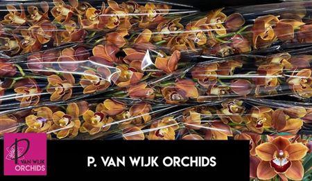 <h4>Cymb T Rene S Wish</h4>