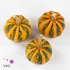 Cucurbita pepo 'Kamo-Kamo'