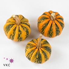 Cucurbita pepo 'Kamo-Kamo'