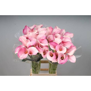 Zantedeschia blushing lady