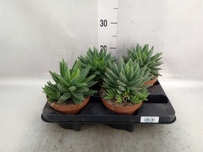 Aloe brevifolia