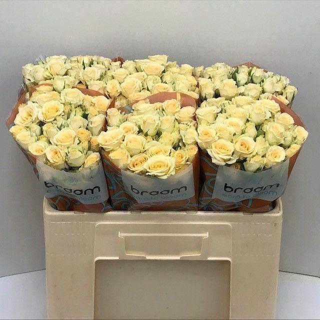 <h4>RS TR SALINERO</h4>