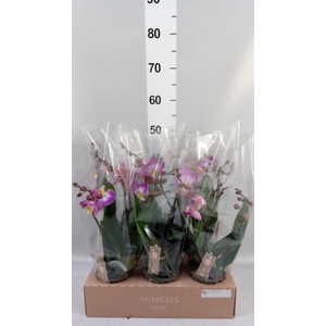 Phalaenopsis  'Spirit Pink'