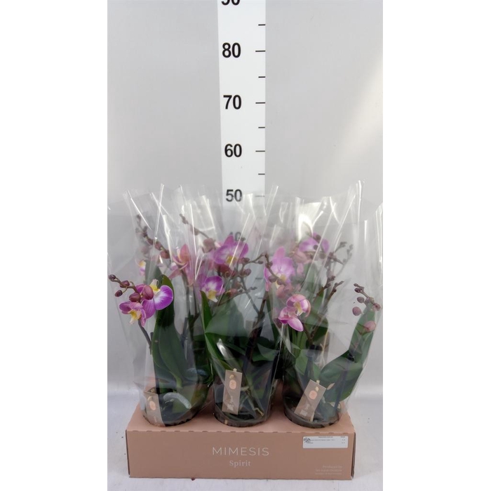 <h4>Phalaenopsis  'Spirit Pink'</h4>