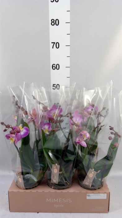 Phalaenopsis  'Spirit Pink'