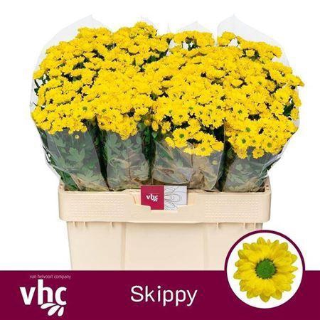 <h4>Chr San Skippy</h4>