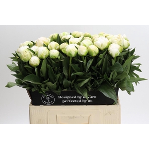 Paeonia Madame Claude Tain