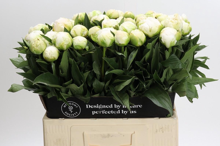 <h4>Paeonia Madame Claude Tain</h4>