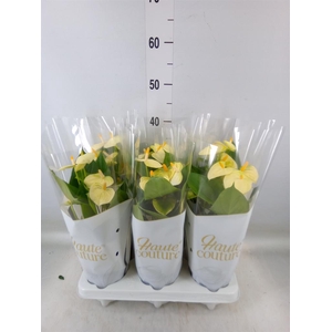 Anthurium andr. 'Vanilla'