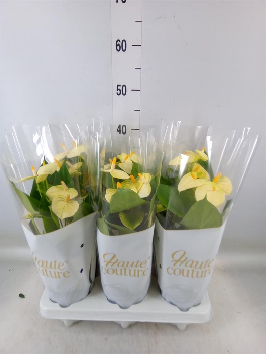 <h4>Anthurium andr. 'Vanilla'</h4>