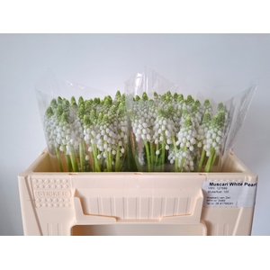 MUSCARI WHITE PEARL