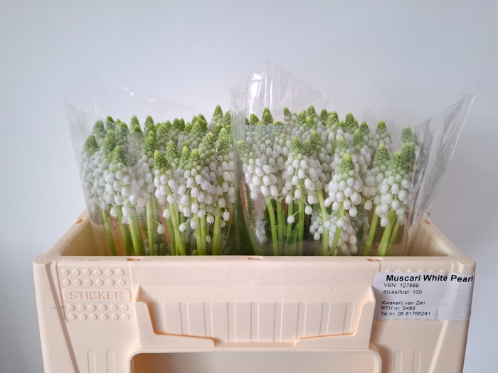 <h4>MUSCARI WHITE PEARL</h4>