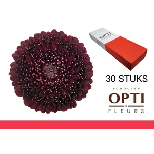 GE MB POM BLACKPEARL-Doosx30