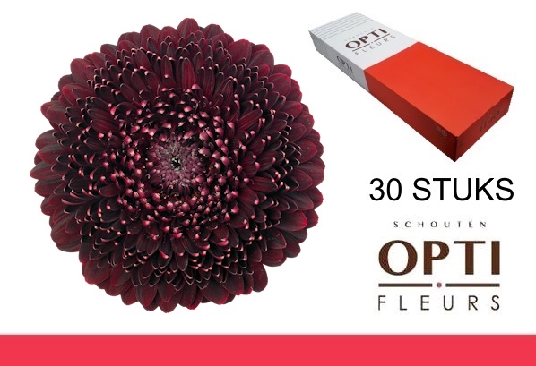 <h4>GE MB POM BLACKPEARL-Doosx30</h4>