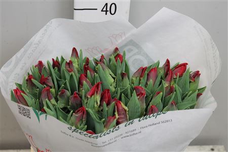 <h4>Tu Pa Seadov Parrot</h4>