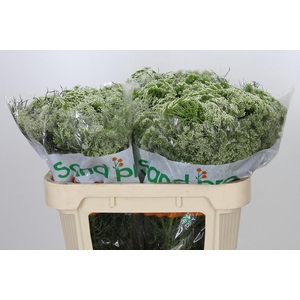 Ammi Visnaga
