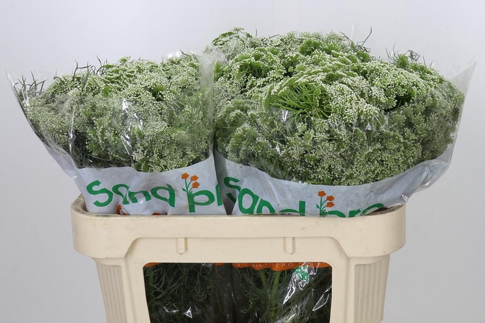 <h4>Ammi Visnaga</h4>