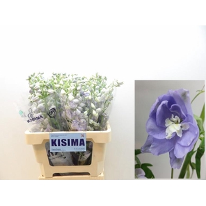 DELPH DU MAG F LAVEN