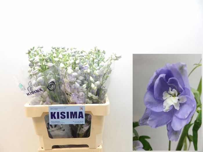 <h4>DELPH DU MAG F LAVEN</h4>