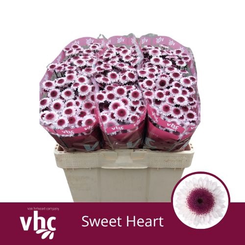 <h4>CHR S SWEETHEART</h4>