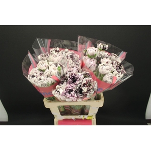 Ran Brushmark Estrada