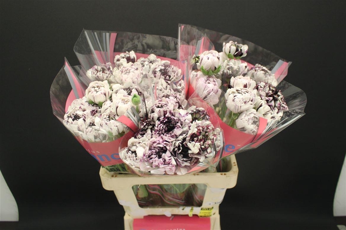 Ran Brushmark Estrada 50cm