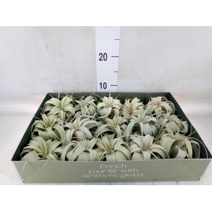 Tillandsia xerographica