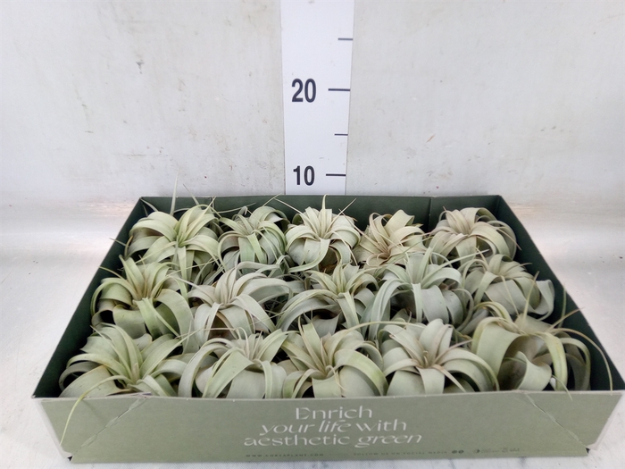 <h4>Tillandsia xerographica</h4>
