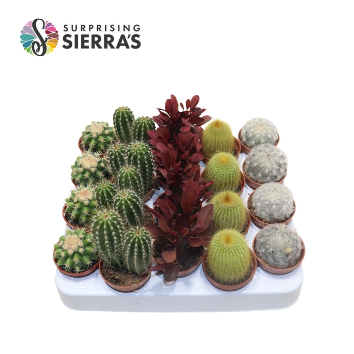 <h4>Sierra's® - Santiago Cactus Mix (Deluxe)</h4>