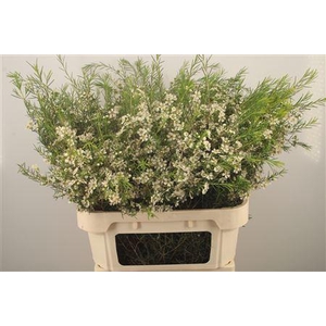 Chamelaucium Ofir White