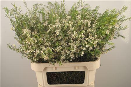 <h4>Chamelaucium Ofir White</h4>